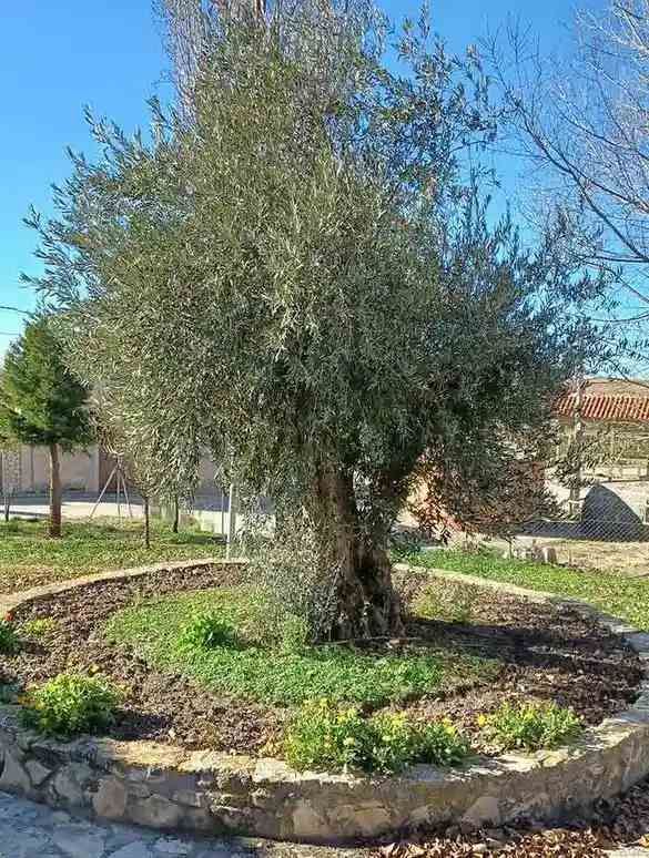 árbol en patio